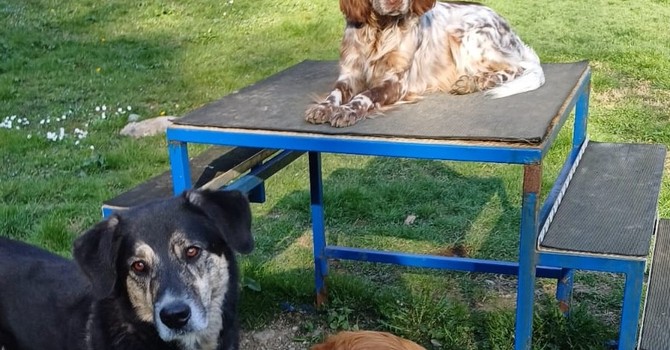 Il Parco Canile Dogsville sulle alture di Genova Il Parco Canile Dogsville sulle alture di Genova