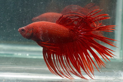 Piacenza: a Petsfestival, dal 19 al 20 ottobre, c’è il Betta Show! Piacenza: a Petsfestival, dal 19 al 20 ottobre, c’è il Betta Show!