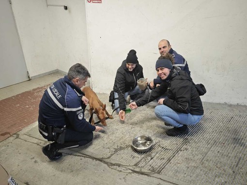 Cane in fuga tra i vicoli e il traffico, salvato dalla Polizia Locale dopo un'ora di inseguimento Cane in fuga tra i vicoli e il traffico, salvato dalla Polizia Locale dopo un'ora di inseguimento
