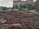 Posidonia a Nervi, il Comune risponde alle critiche: “Non parliamo di un’invasione di petrolio. Non è plastica e va rispettata”