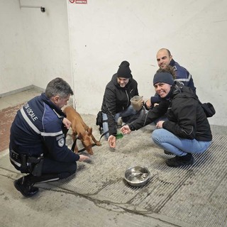 Cane in fuga tra i vicoli e il traffico, salvato dalla Polizia Locale dopo un'ora di inseguimento