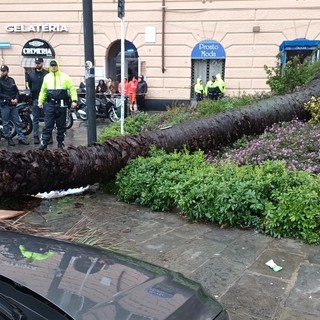 Palma crollata in piazza Paolo da Novi, la Procura acquisisce tutte le segnalazioni fatte dai cittadini