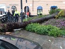 La palma caduta in piazza Paolo da Novi