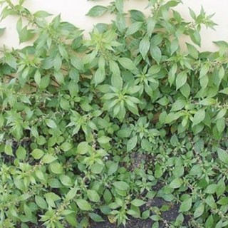 Al via la lotta contro l’erba parietaria su tutto il territorio del Comune di Genova