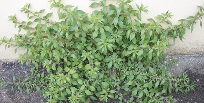 Al via la lotta contro l’erba parietaria su tutto il territorio del Comune di Genova