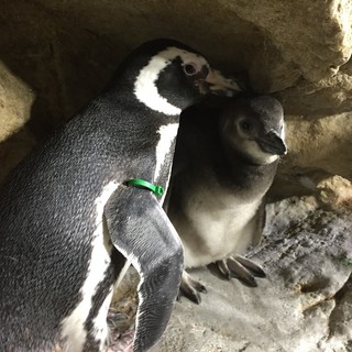 L'Acquario di Genova festeggia la nascita di tre nuovi piccoli di Pinguino Magellano (VIDEO e FOTO) L'Acquario di Genova festeggia la nascita di tre nuovi piccoli di Pinguino Magellano (VIDEO e FOTO)