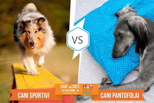 Partecipa al contest “Cani sportivi vs cani pantofolai” con Petsfestival