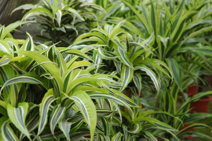 Il gruppo Vince Genova: più piante in città contro lo smog Il gruppo Vince Genova: più piante in città contro lo smog