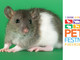 Petsfestival 2019, animali da compagnia: non solo cani e gatti Petsfestival 2019, animali da compagnia: non solo cani e gatti