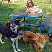 Il Parco Canile Dogsville sulle alture di Genova