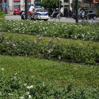 Intervento sperimentale sulle fioriture di viale Brigate Partigiane con una specie perenne