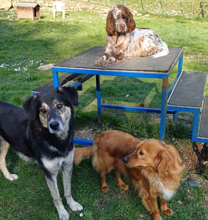 Il Parco Canile Dogsville sulle alture di Genova