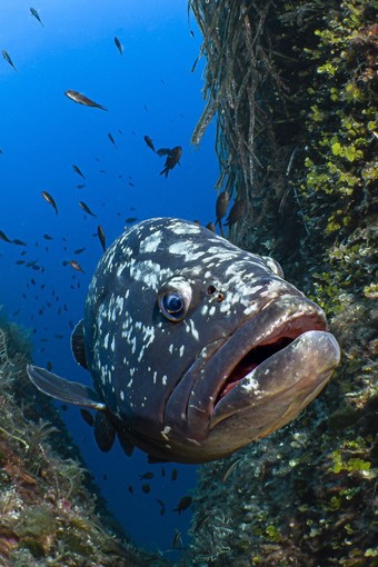 Santa Margherita: la cernia di Raho vince il premio di fotografia subacquea