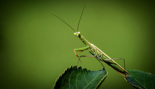 Piacenza: durante Petsfestival ci sarà un’intera area dedicata all’entomologia Piacenza: durante Petsfestival ci sarà un’intera area dedicata all’entomologia