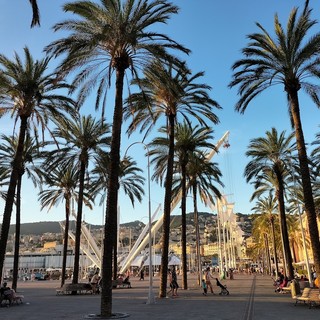 Porto Antico, scatta l’abbattimento di sedici palme malate