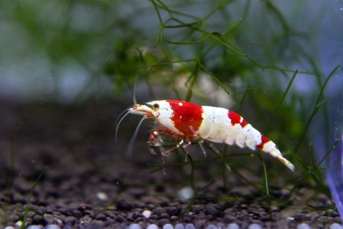 Petsfestival 2021: l’acquariologia è di casa