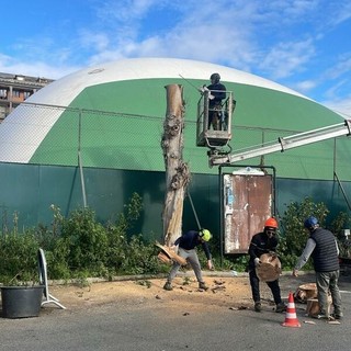 Recco, piano verde: via agli abbattimenti in via dei Fischi e potature in piazza San Giovanni Bono
