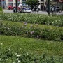 Intervento sperimentale sulle fioriture di viale Brigate Partigiane con una specie perenne Intervento sperimentale sulle fioriture di viale Brigate Partigiane con una specie perenne