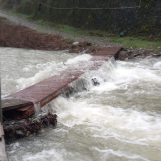 Serve un ponte nuovo per salvare i cani del Parco Dogsville in Valbisagno: la campagna entra nel vivo