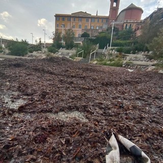 Posidonia a Nervi, il Comune risponde alle critiche: “Non parliamo di un’invasione di petrolio. Non è plastica e va rispettata”