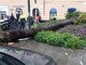 La palma caduta in piazza Paolo da Novi