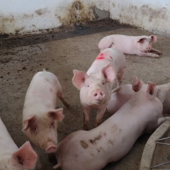 Peste suina, a tre anni dai primi casi diminuiscono le positività sul territorio