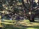 Pegli, all’alba di Ferragosto il Parco di Villa Durazzo Pallavicini si svela: passeggiata e colazione tra mosaici e vetrate Pegli, all’alba di Ferragosto il Parco di Villa Durazzo Pallavicini si svela: passeggiata e colazione tra mosaici e vetrate