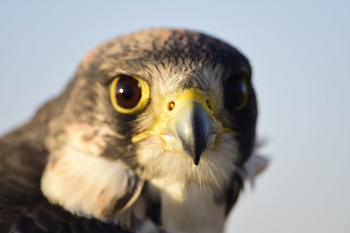 Soccorso fauna selvatica, De Ferrari (M5s): "Nella giornata mondiale della natura importante dare segnale forte" Soccorso fauna selvatica, De Ferrari (M5s): "Nella giornata mondiale della natura importante dare segnale forte"