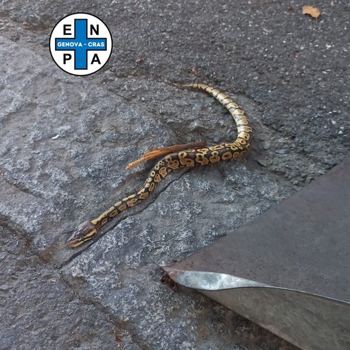 Cornigliano, pitone in fuga investito da un’automobile