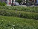 Intervento sperimentale sulle fioriture di viale Brigate Partigiane con una specie perenne
