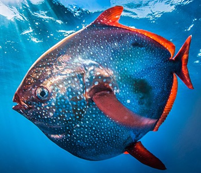 Sestri Levante, pescato un pesce re di 43 kg Sestri Levante, pescato un pesce re di 43 kg