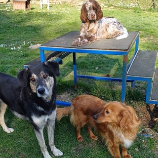 Il Parco Canile Dogsville sulle alture di Genova