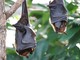 Rapallo: BAT-Escursione per avvistare i pipistrelli liguri