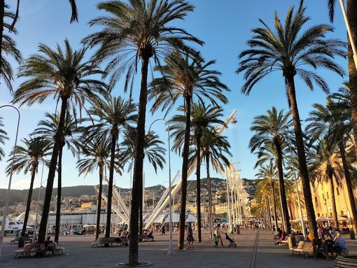 Porto Antico, scatta l’abbattimento di sedici palme malate