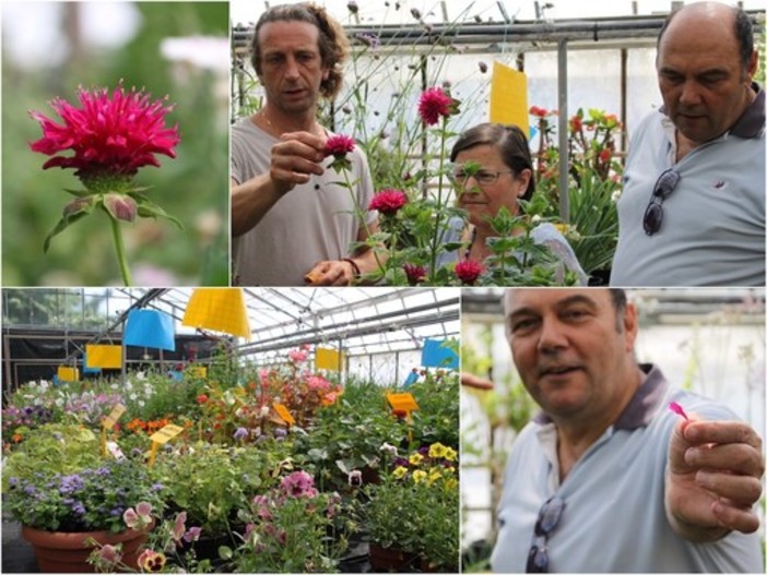 Sanremo: da decorazione a portata principale nel nome di Libereso Guglielmi, al CREA sbocciano i fiori eduli con il progetto Antea (FOTO e VIDEO)