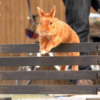 Nuove passioni nella vecchia fattoria Nuove passioni nella vecchia fattoria