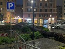 La palma caduta in piazza Paolo da Novi