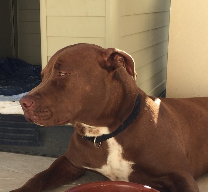 Bambina di tre anni morsa alla testa dal pitbull di famiglia