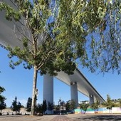 La Radura della Memoria sarà pronta per il 14 agosto nella sua versione definitiva La Radura della Memoria sarà pronta per il 14 agosto nella sua versione definitiva
