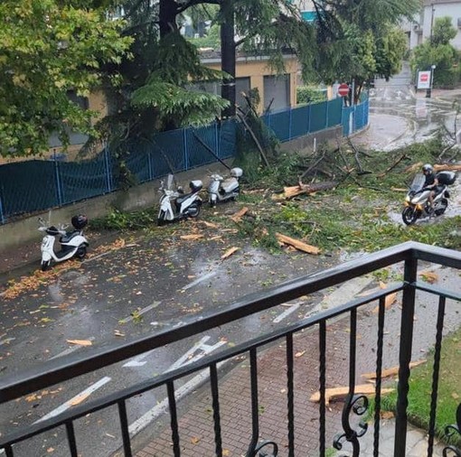 Forte pioggia nel Tigullio: a Rapallo alberi a terra in via Sant’Anna