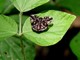 Avvistati in Liguria esemplari di Ricania speculum, può provocare danni alle piante da frutto