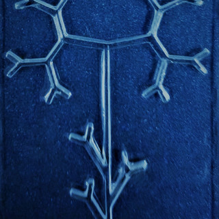 Università: il rene in vitro è sempre più vicino