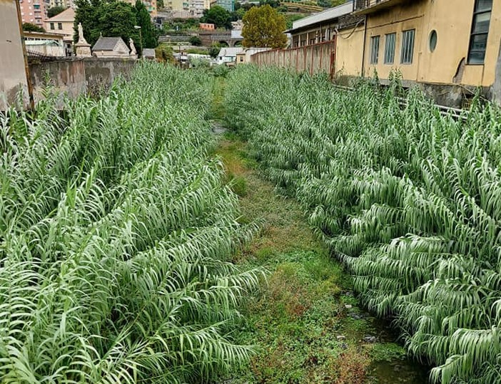 Pra’, servono gli sfalci al Rio San Pietro e al Rio Branega