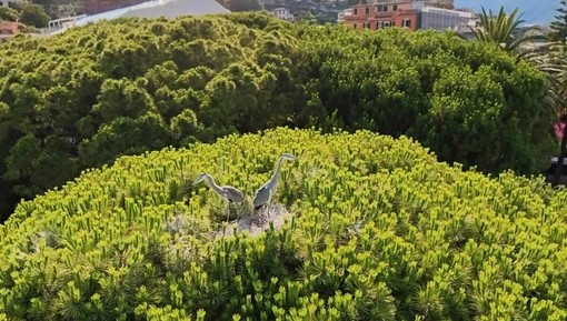 Rapallo, accordo tra Comune e Sestieri per le feste patronali: modificati i siti di sparo per tutelare un nido di aironi