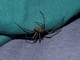 Ragazza morsa da ragno violino: la specie vive anche a Genova e in Liguria