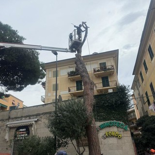 Recco, addio al pino di largo dei Mille: era a rischio crollo, sarà sostituito da una pianta più sicura