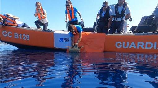 La tartaruga Julia torna in mare dopo due mesi di cure all’Acquario di Genova La tartaruga Julia torna in mare dopo due mesi di cure all’Acquario di Genova