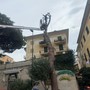 Recco, addio al pino di largo dei Mille: era a rischio crollo, sarà sostituito da una pianta più sicura