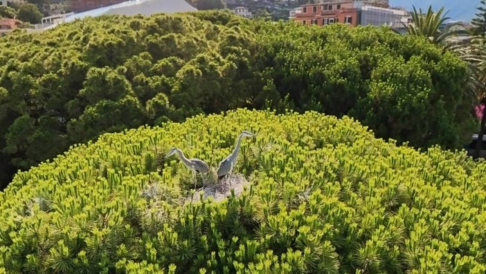 Rapallo, accordo tra Comune e Sestieri per le feste patronali: modificati i siti di sparo per tutelare un nido di aironi