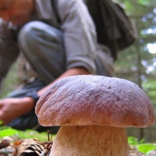 Autunno, tempo di funghi: ecco a cosa servono e come raccoglierli